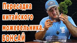 Пересадка Китайского можевельника.