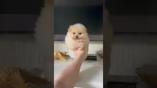 #животные #pomeranian #spits #шпиц #spitz #мишка