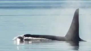 Southern Resident Orca (SRKW) J 27 Blackberry  Close Pass at Lime Kiln in 4K