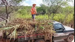 bastidores!!Seu mané e Seu Antonio vai buscar capinho pro gado da sogra!!