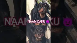 Daku Rottweiler 😍 Attitude On Point 🔥