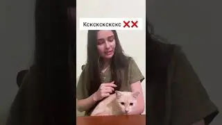 Cara memanggil kucing versi Rusia dan Indonesia