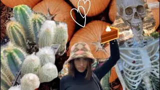 Daily vlog: pumpkin patch, hello kitty haul, high school musical