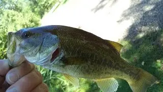 VLOG #31: Bass Fishing And Subscriber Shout Out