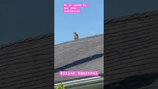Rocky?? #reels #video #cat #squirrel #rodents #rodentrumble #rodentsofinstagram