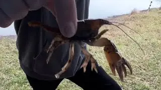 Catching crawfish after a storm!