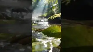 Relaxing Piano Music & River Sounds for Focus Study,Spa, Relax #spamusic #relaxingmusic #riversounds