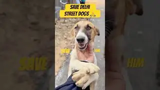 SAVE DELHI NCR STREET DOGS 💔🙏 #streetdogs #delhi