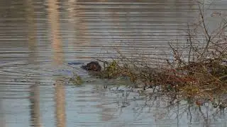 North American Beaver nibbles at the top of its Winter food supply next to its lodge on a USA river