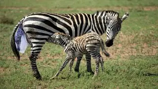 How Mother Zebra Giving Birth