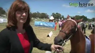 Supreme Led Australian Pony at the Royal Melbourne Horse Show 2012.