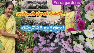 చామంతిలో మళ్లీ నిండుగా పూలకోసం  టిప్స్.Chrysanthimum / Chamanti-Simple tips for continuous blooming.