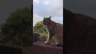 A cat looking at another