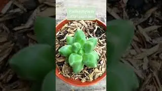 Pachyphytum compactum EP 103/1000
