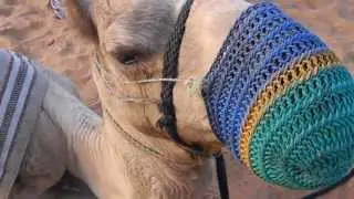 Me and the angry camel in Arabic Red Desert (My trip to Dubai)