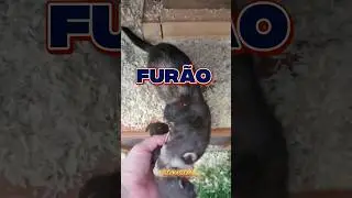 FUR&Atilde;O