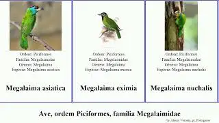Ave, ordem Piciformes, fam&iacute;lia Megalaimidae megalaima psilopogon bird asiatica viridis Fuse Target