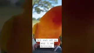 parrot driving a car #animals #shorts #funny #viral
