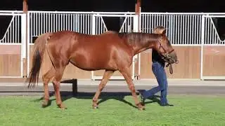 2024 PUREBRED ARABIAN SALE - Lot 85 - f. GHANEEMA (AZADI x FANTOUMETTE)