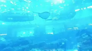 Dubai Aquariam Under water and Zoo# Aquariam under water in Dubai