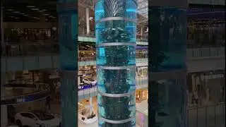 Путешествие Москва самый большой аквариум #shorts #short #music #travel