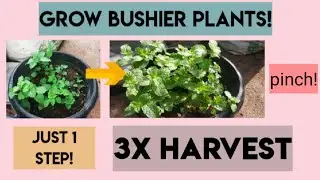 how to grow bushier plants by pinching ? |  pinching plants, pruning plants | Gardener the young