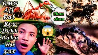 OMG 😱 Ant army Talking 😱  🐜 🐜 🐜🔥|| Prakash Keleng@_Prakash_Keleng_Vlog #viralvideo#viral#trending
