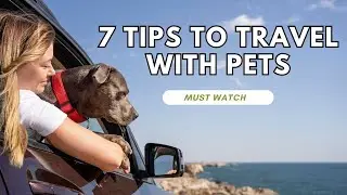 7 Pet Travel Tips for Every Pet Owner - Travel with Pets !