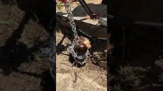 Rose bush removal using a farm jack