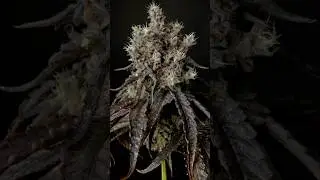 First official harvest from the CO2 on deck&hellip; some Umami Testers, Raw Genetics ZPie line and 🍉