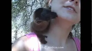 Baby Brown Lemur, Kisses and snuggles!  Lemurs as pets