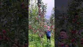Nice apples #shorts #nature #fruitcutting