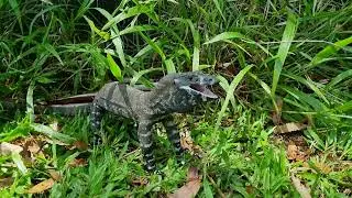 Lace Monitor (Tree Goanna) hissing noise