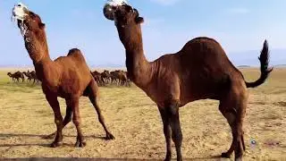 OOWR DOOBINAYSO | GEEL | CAMEL | جمل