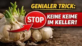 Knoblauch keimt im Keller? DIESER geniale Trick stoppt es sofort für MONATE!