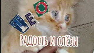 История кота Тео 🐱 Радость, слёзы и важный урок для каждого хозяина
