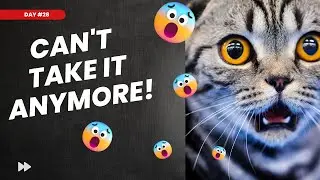 😀Funny Journal Of Cats And Dogs - Cat disapproves of human singing #Day28