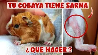 Why is my guinea pig scratching so much? He's sick.