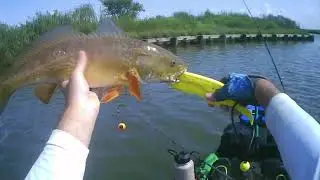 Gorgeous Golden Slot Redfish