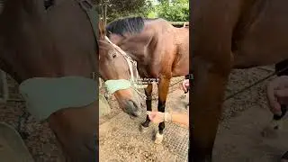 I&rsquo;m so grateful to have her💖 #horse #equestrianjourney #barnlife #equestrian #ottb #horsegirl