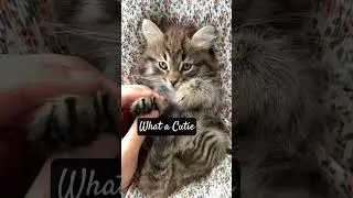 Not garden related, just a cat video.  #gardening #plants #flowers #shortsvideo #youtubeshorts