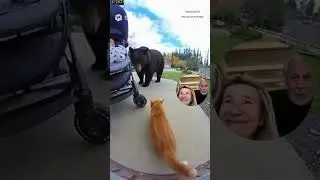 Кошка спасает ребенка от медведя