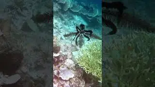 #Crinoid #swimming #snorkeling #waigeo #rajaampat #indonesia