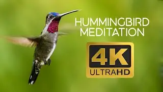 Deep Relaxation: Hummingbirds of Trinidad ASMR Meditation in 4k