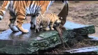 mundo animales