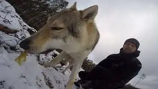 Czechoslovakian Wolfdog walk :)