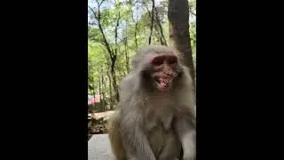 The Surprising Secret Life of Monkeys (Funny Animal)