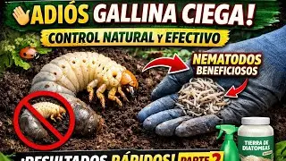 Adiós Gallina Ciega 🐛 Control Natural y Efectivo PARTE 2 #gallinaciega