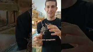 Piękna i ciekawa modliszka 🦟A na końcu, jej cudny 