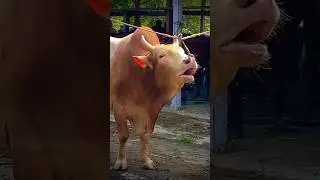 Cow MOO Sound Effect || Suara Sapi MOO